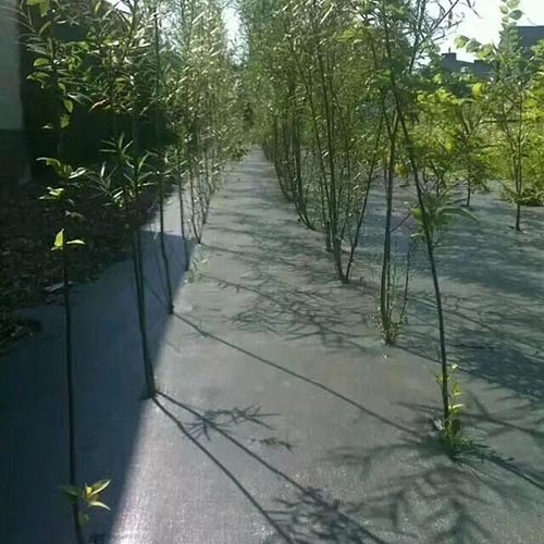 防草布15